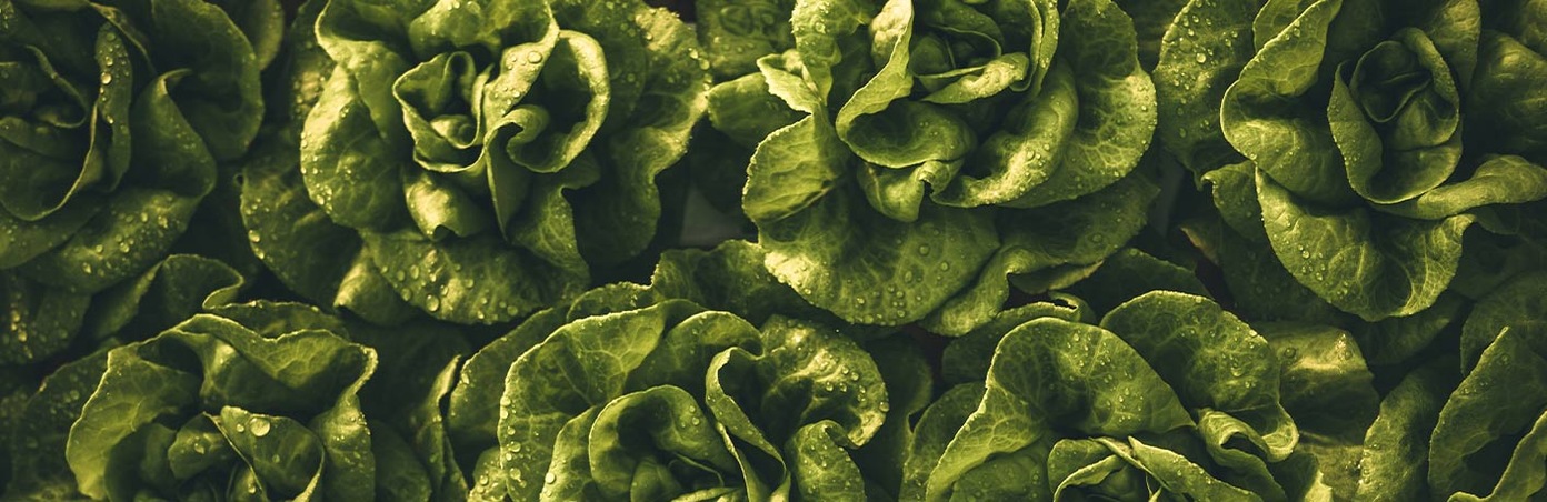 Kopfsalat