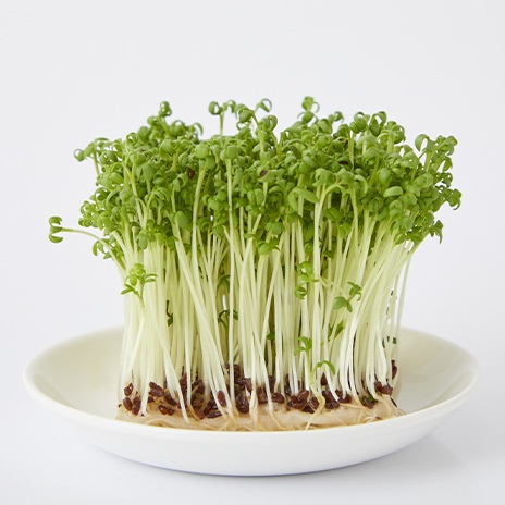 Kresse als leckerer Beitrag zur Gesundheit