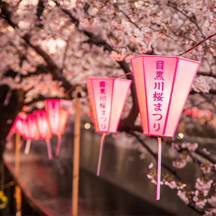 Japanisches Kirschblütenfest