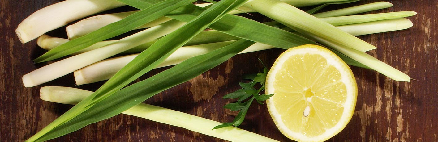 Zitronengras: Erfrischendes Aroma mit zitroniger Note