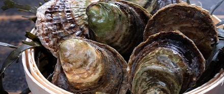 Europäische Auster, ganz