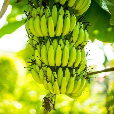 Geschichte der Banane