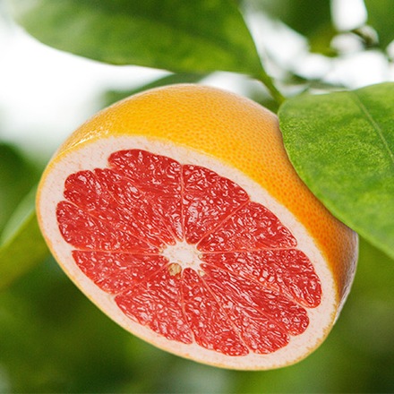 Grapefruit – eine Laune der Natur?