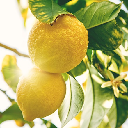 Die Reise der Zitronen
