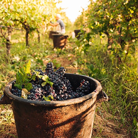 Cabernet Sauvignon Cuvée