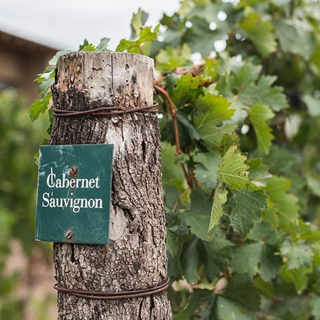 Wein des Jahres 2016