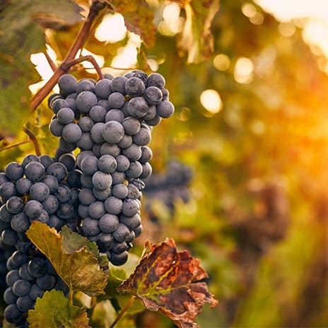 Sortenrein oder Cuvée