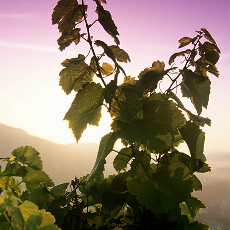 Württembergischer Schatz