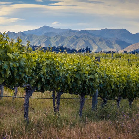 Weißwein aus Übersee