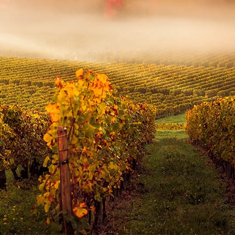 Liebling aus Franken