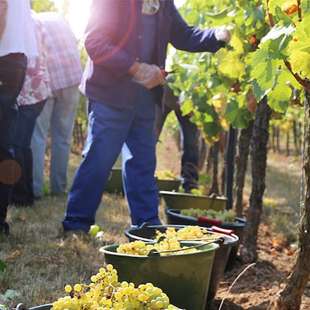 Weißburgunder aus Baden