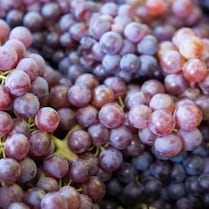 Uvas