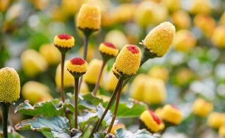 Flor eléctrica