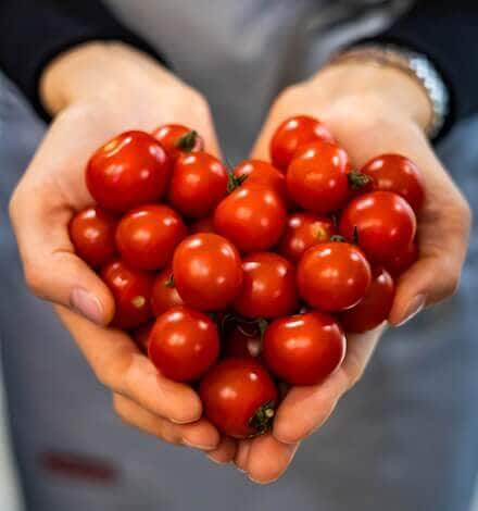 Beneficios y propiedades del tomate