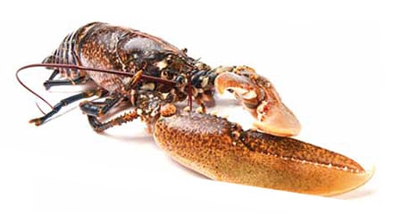 Bogavante de Makro para hostelería