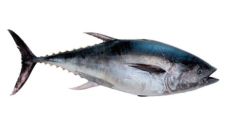 Atún de Makro para hostelería