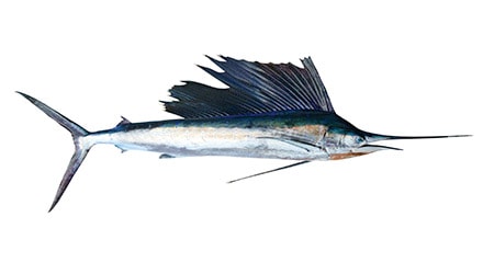 pescado azul espada