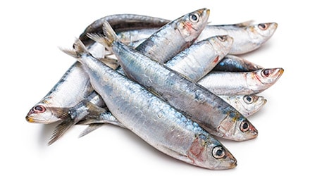 sardinas Makro para hostelería