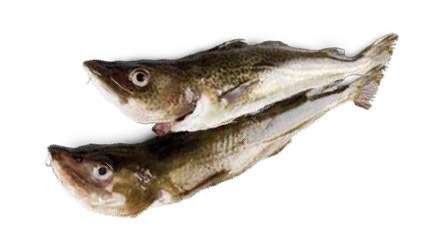 Bacalao para hostelería de Makro