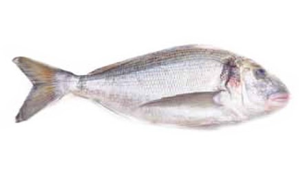 Dorada para hostelería de Makro