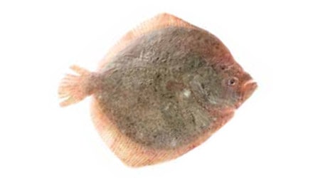 Rodaballo para hostelería de Makro