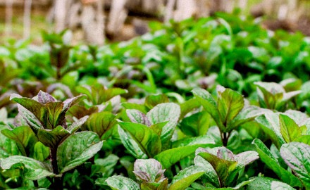 Sustainability in Outdoor Horeca