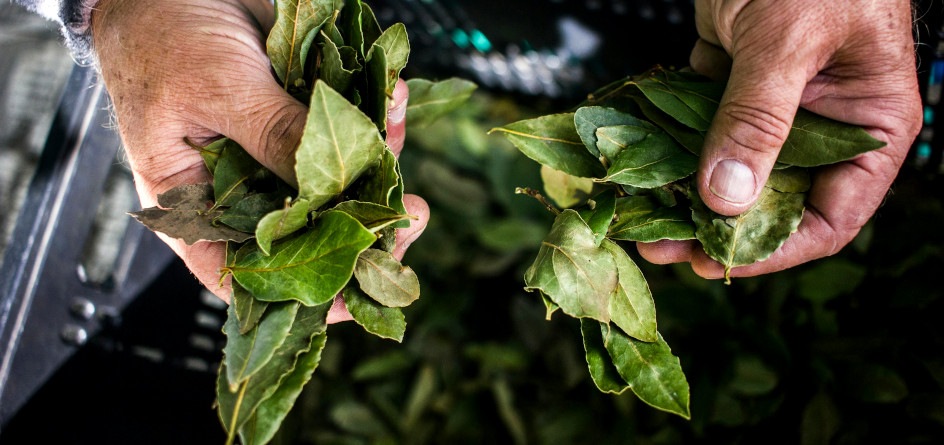 Sustainability in Your Outdoor Terrace - Edible garden