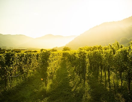 Vignes de raisin au lever du soleil