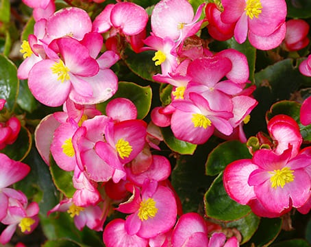 Fleur de bégonia