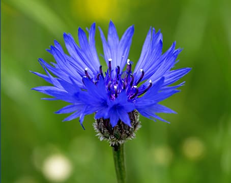 Fleur de bleuet