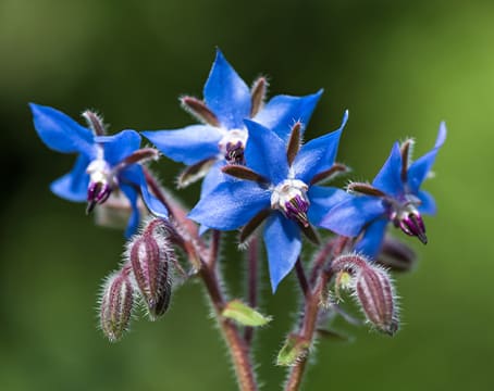 Fleur de bourrache
