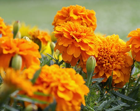 Fleur de calendula