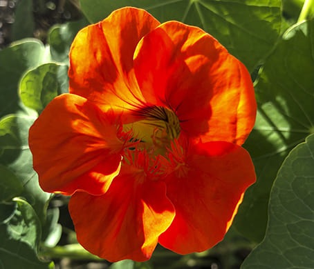 Fleur de capucine
