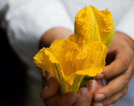Fleur de courgette