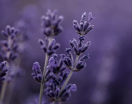 Fleur de lavande