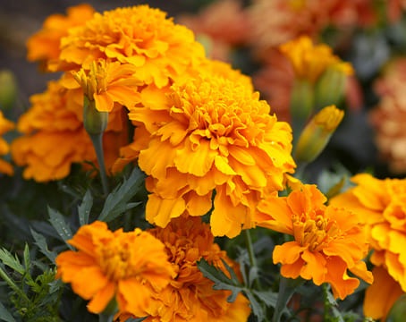 Fleur d’œillet d’Inde