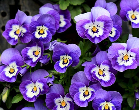Fleur de pensée