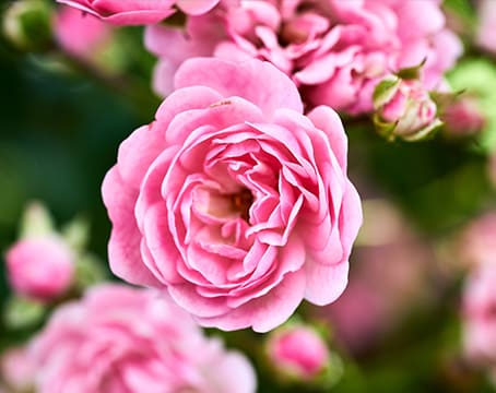 Fleur de rose