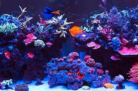 Aquarium