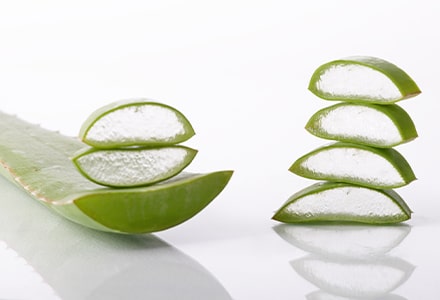 Branche d'aloé vera