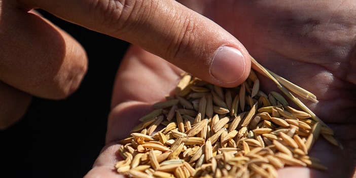 Producteur local - Francois Cuillé et son riz de Camargue