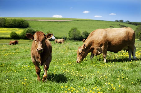 Vaches dans un pré