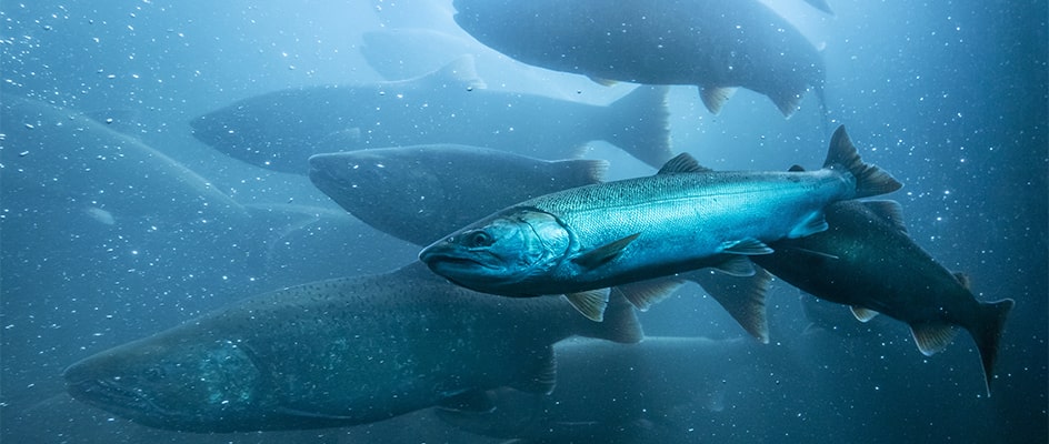 Migration sous-marine du saumon sauvage
