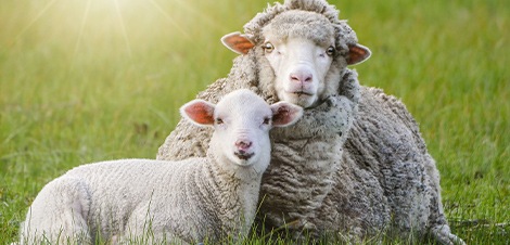 4 piliers METRO : bien-être animal