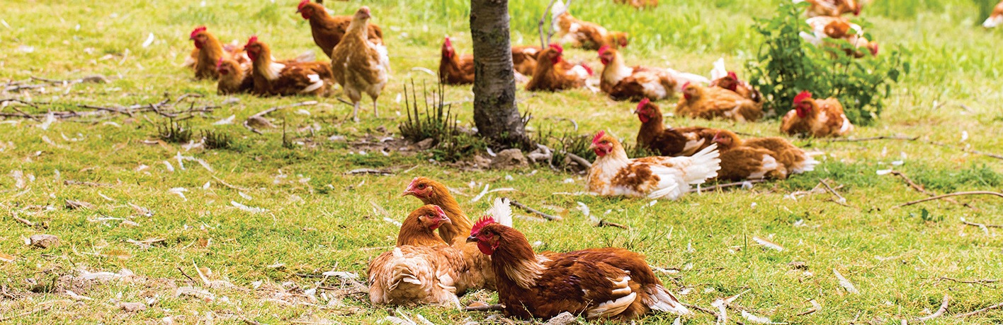 Elevage de poules, plein air