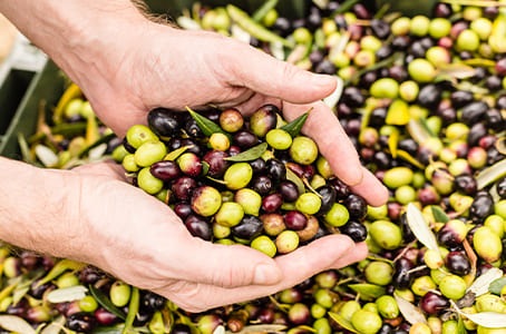 Olives fraichement récoltées