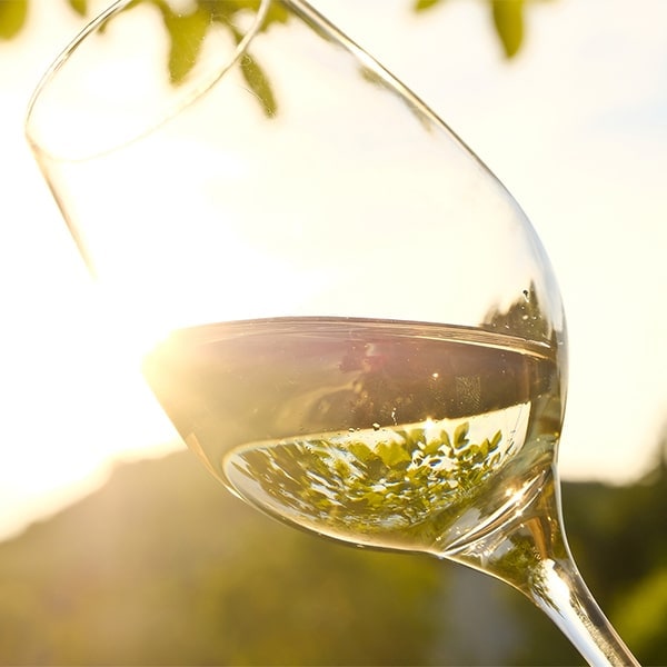 Tout savoir sur le vin blanc : cépages, conservation