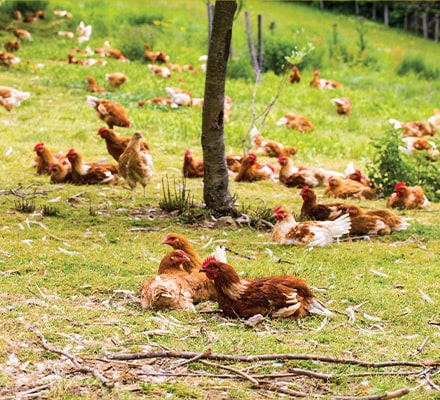Elevage de poules en plein air