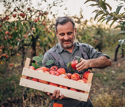 Producteur avec un cagot de pommes