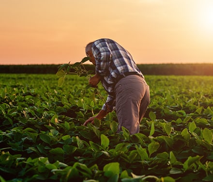 Producteur dans un champ au couché du soleil